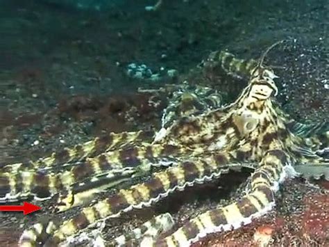 mimic octopus stingray|Fish mimics octopus that mimics fish .